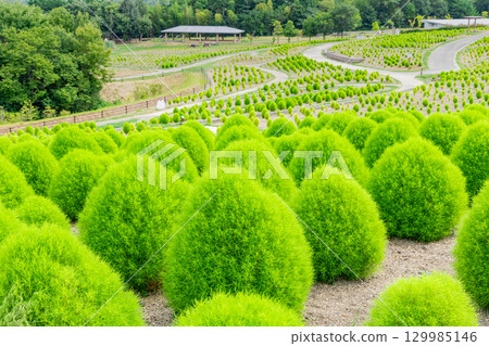 贊岐滿濃國營公園 - 四季花田 129985146