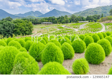 贊岐滿濃國營公園 - 四季花田 129985147