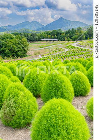 贊岐滿濃國營公園 - 四季花田 129985148