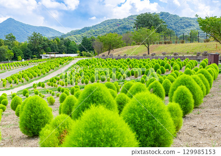 Sanuki Manno National Government Park - Seasonal Flower Fields 129985153