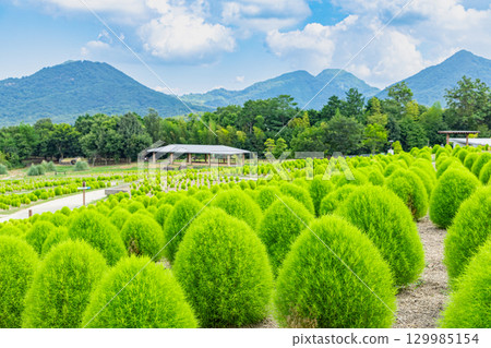 贊岐滿濃國營公園 - 四季花田 贊岐滿濃國營公園 - 四季花田 129985154