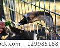 goose 129985188
