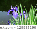 Iris blooming in the pond 129985190