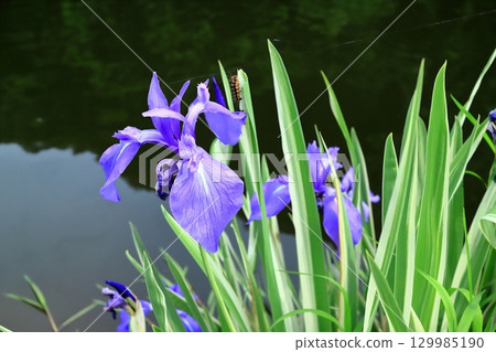 Iris blooming in the pond 129985190