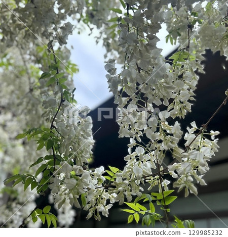 白紫藤花 白紫藤花 129985232