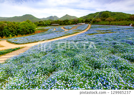 贊岐滿濃國營公園 - 四季花田 129985237