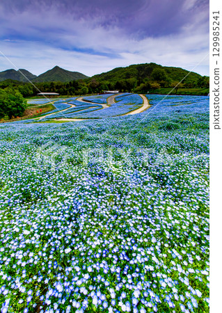 贊岐滿濃國營公園 - 四季花田 129985241