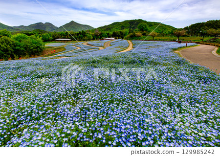 贊岐滿濃國營公園 - 四季花田 129985242