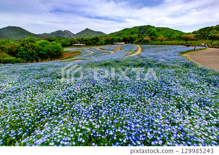 贊岐滿濃國營公園 - 四季花田 129985243