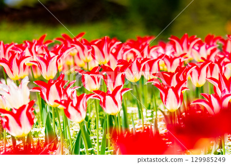 贊岐滿濃國營公園 - 四季花田 129985249