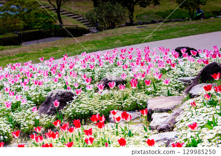 贊岐滿濃國營公園 - 四季花田 129985250