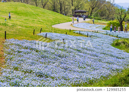 Sanuki Manno National Government Park - Seasonal Flower Fields 129985255