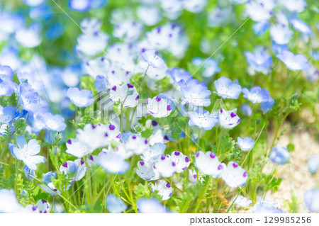 贊岐滿濃國營公園 - 四季花田 129985256