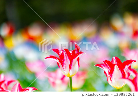 Sanuki Manno National Government Park - Seasonal Flower Fields 129985261