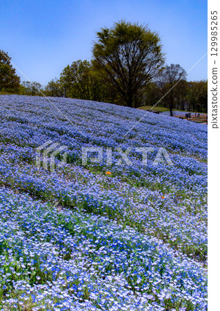 Sanuki Manno National Government Park - Seasonal Flower Fields 129985265