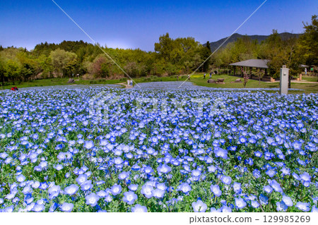 贊岐滿濃國營公園 - 四季花田 129985269