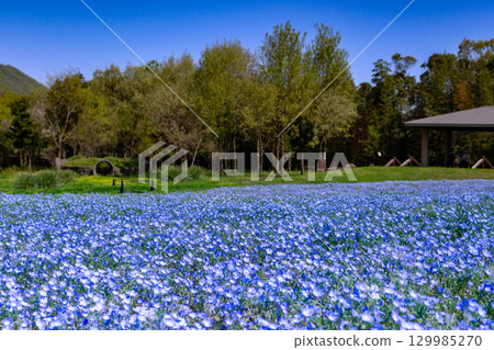 贊岐滿濃國營公園 - 四季花田 129985270