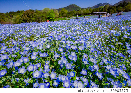 贊岐滿濃國營公園 - 四季花田 129985275