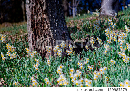 贊岐滿濃國營公園 - 四季花田 129985279