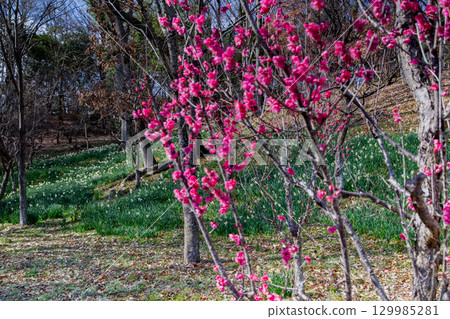 Sanuki Manno National Government Park - Seasonal Flower Fields 129985281
