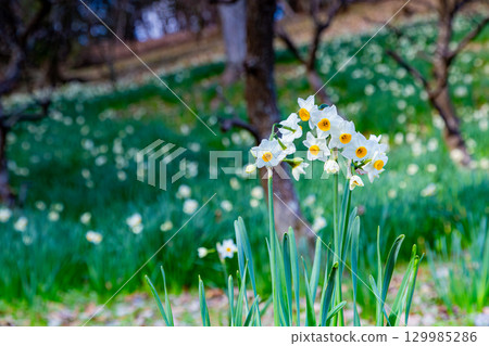 贊岐滿濃國營公園 - 四季花田 129985286