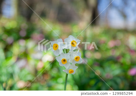 Sanuki Manno National Government Park - Seasonal Flower Fields 129985294
