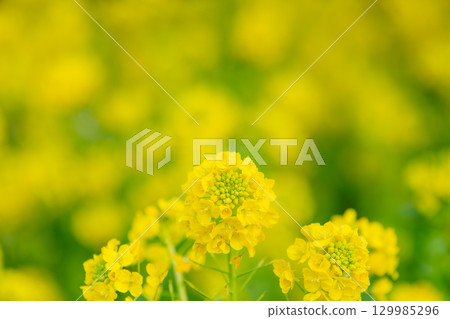 Sanuki Manno National Government Park - Seasonal Flower Fields 129985296