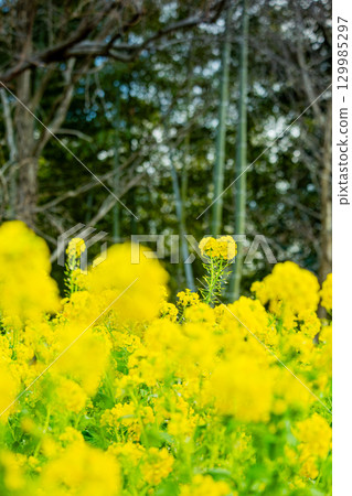 Sanuki Manno National Government Park - Seasonal Flower Fields 129985297