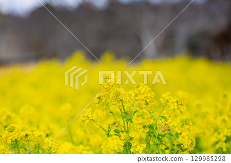 贊岐滿濃國營公園 - 四季花田 129985298