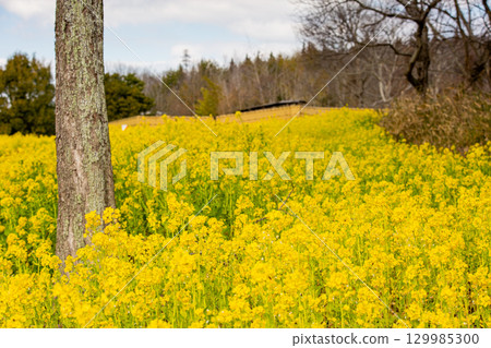 Sanuki Manno National Government Park - Seasonal Flower Fields Sanuki Manno National Government Park - Seasonal Flower Fields 129985300