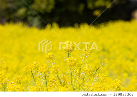 贊岐滿濃國營公園 - 四季花田 129985302