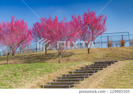 Sanuki Manno National Government Park - Seasonal Flower Fields Sanuki Manno National Government Park - Seasonal Flower Fields 129985305