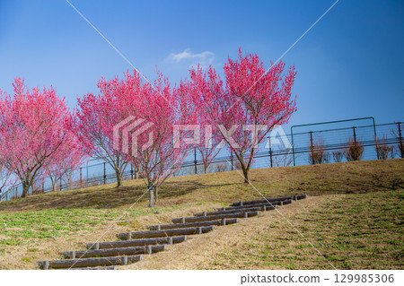 贊岐滿濃國營公園 - 四季花田 129985306