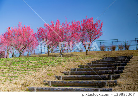 Sanuki Manno National Government Park - Seasonal Flower Fields 129985307