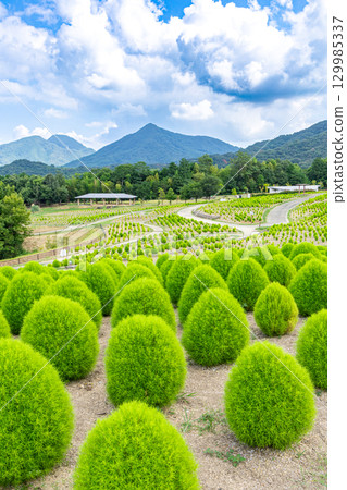 Sanuki Manno National Government Park - Seasonal Flower Fields 129985337
