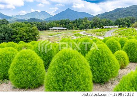 贊岐滿濃國營公園 - 四季花田 129985338