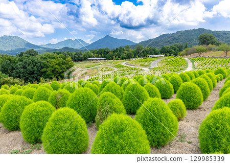 贊岐滿濃國營公園 - 四季花田 129985339