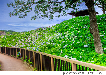 贊岐滿濃國營公園 - 四季花田 129985356