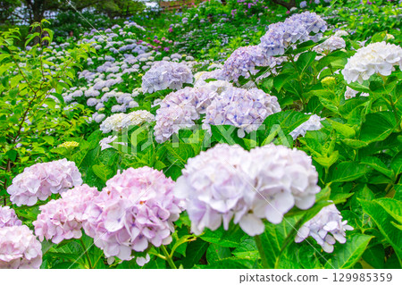 Sanuki Manno National Government Park - Seasonal Flower Fields 129985359
