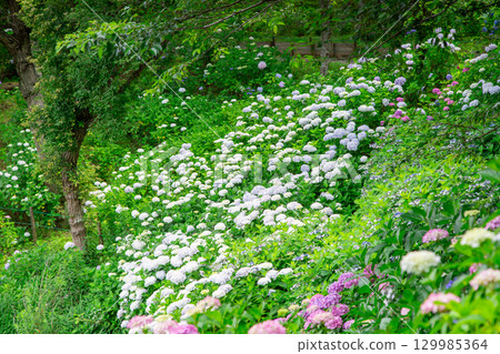 Sanuki Manno National Government Park - Seasonal Flower Fields Sanuki Manno National Government Park - Seasonal Flower Fields 129985364