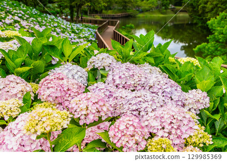 贊岐滿濃國營公園 - 四季花田 129985369