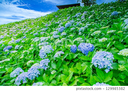 Sanuki Manno National Government Park - Seasonal Flower Fields 129985382