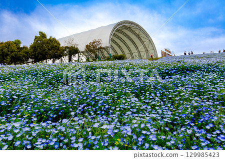 Sanuki Manno National Government Park - Seasonal Flower Fields Sanuki Manno National Government Park - Seasonal Flower Fields 129985423