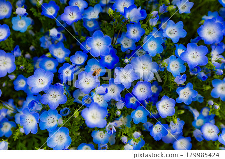 Sanuki Manno National Government Park - Seasonal Flower Fields Sanuki Manno National Government Park - Seasonal Flower Fields 129985424
