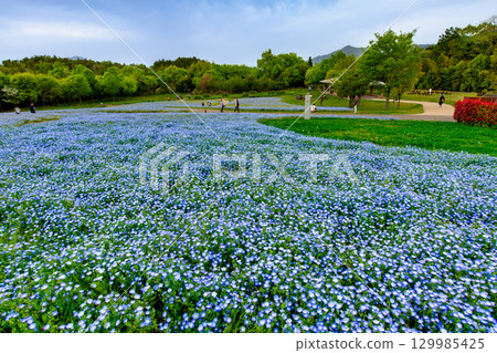 Sanuki Manno National Government Park - Seasonal Flower Fields 129985425