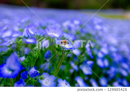 Sanuki Manno National Government Park - Seasonal Flower Fields 129985428