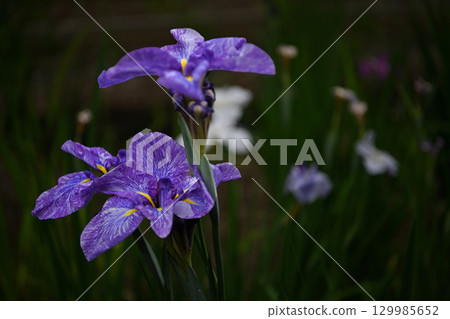 Blue irises 129985652