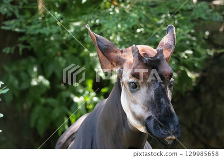 Okapi Okapi 129985658