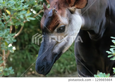 Okapi 129985664