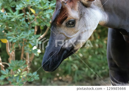 Okapi 129985666